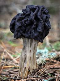 Attēlu rezultāti vaicājumam “Helvella”