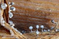 Attēlu rezultāti vaicājumam “Physarum compressum”