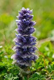 Attēlu rezultāti vaicājumam “Ajuga pyramidalis”