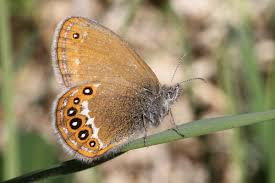 Attēlu rezultāti vaicājumam “Coenonympha hero underside”
