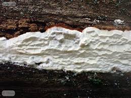 Attēlu rezultāti vaicājumam “Skeletocutis brevispora”