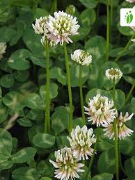 Attēlu rezultāti vaicājumam “Trifolium repens”