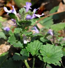 Attēlu rezultāti vaicājumam “Glechoma hederacea”