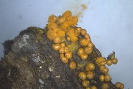 Attēlu rezultāti vaicājumam “Trichia scabra”