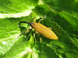 Attēlu rezultāti vaicājumam “Lixus iridis”