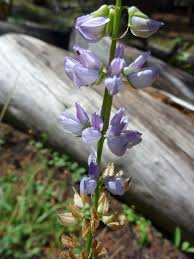 Attēlu rezultāti vaicājumam “Lupinus polyphyllus flower”