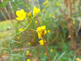 Attēlu rezultāti vaicājumam “Diplotaxis muralis flower”