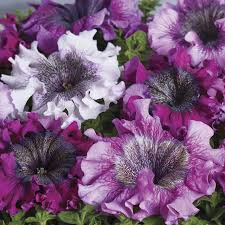 Image result for Petunia hybrida