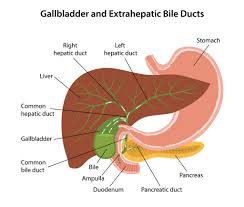 Attēlu rezultāti vaicājumam “gall”