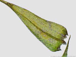 Attēlu rezultāti vaicājumam “Brachythecium salebrosum sporophyte”