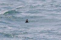 Image result for Oceanodroma monorhis