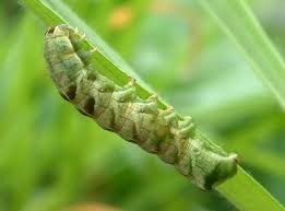 Attēlu rezultāti vaicājumam “Melanchra persicariae larva”