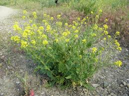 Attēlu rezultāti vaicājumam “Sisymbrium loeselii”