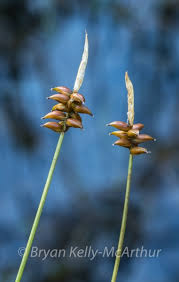 Attēlu rezultāti vaicājumam “Carex dioica”
