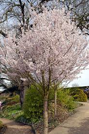 Attēlu rezultāti vaicājumam “Prunus padus var. roseiflora”