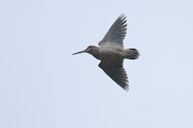 Attēlu rezultāti vaicājumam “Scolopax rusticola”