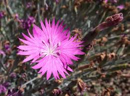 Image result for Dianthus gratianopolitanus