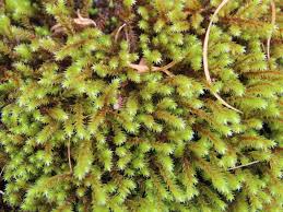 Attēlu rezultāti vaicājumam “Hedwigia ciliata sporophyte”
