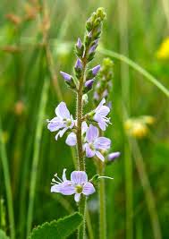 Attēlu rezultāti vaicājumam “Veronica officinalis flower”