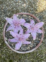 Attēlu rezultāti vaicājumam “Colchicum szovitsii subsp. szovitsii”