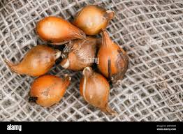 Attēlu rezultāti vaicājumam “Tulipa sylvestris fruit”