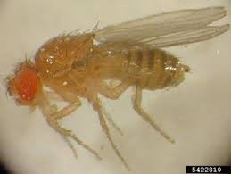 Attēlu rezultāti vaicājumam “Drosophila melanogaster”