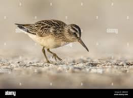 Attēlu rezultāti vaicājumam “Calidris falcinellus”