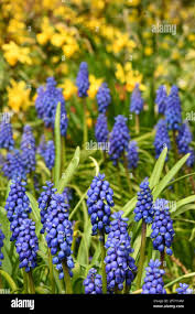 Attēlu rezultāti vaicājumam “Muscari botryoides flower”
