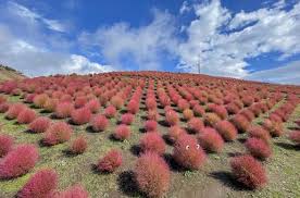 Attēlu rezultāti vaicājumam “Orobanche coerulescens”