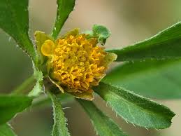 Attēlu rezultāti vaicājumam “Bidens frondosa”