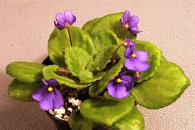 Image result for Saintpaulia ionantha Culitvar