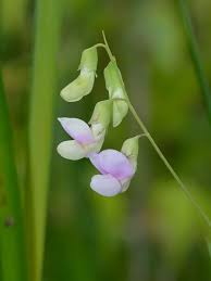 Attēlu rezultāti vaicājumam “Lathyrus palustris”