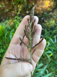Attēlu rezultāti vaicājumam “Echinochloa crus-galli”