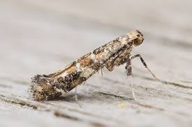 Attēlu rezultāti vaicājumam “Gracillaria syringella”