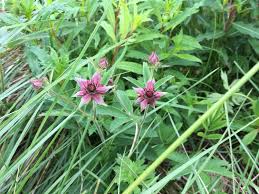 Attēlu rezultāti vaicājumam “Comarum palustre leaf”