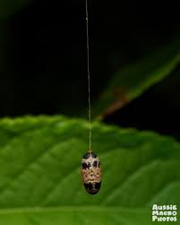 Attēlu rezultāti vaicājumam “Ichneumonidae”