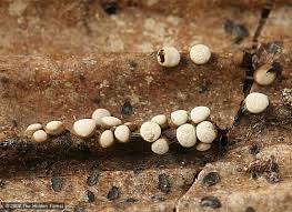 Attēlu rezultāti vaicājumam “Diderma testaceum spores”