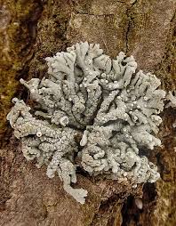 Attēlu rezultāti vaicājumam “Physconia distorta”