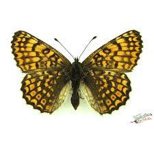 Attēlu rezultāti vaicājumam “Melitaea cinxia underside”