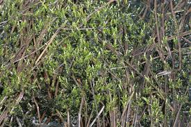 Attēlu rezultāti vaicājumam “Straminergon stramineum”