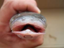 Image result for Liza ramada