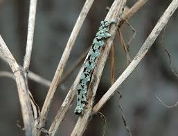 Attēlu rezultāti vaicājumam “Odontopera bidentata”