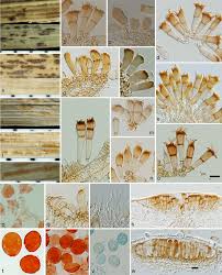 Attēlu rezultāti vaicājumam “Puccinia agrostidis”