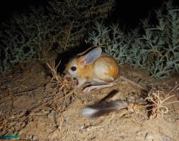 Картинки по запросу малый