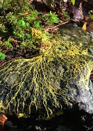 Attēlu rezultāti vaicājumam “Physarum obscurum”