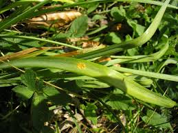 Attēlu rezultāti vaicājumam “Puccinia sessilis”