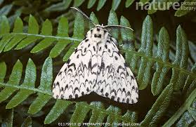 Attēlu rezultāti vaicājumam “Lymantria monacha”