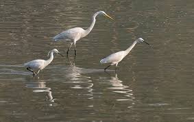 Attēlu rezultāti vaicājumam “Egretta alba adult”