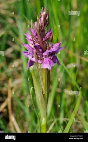 Attēlu rezultāti vaicājumam “Dactylorhiza traunsteineri”