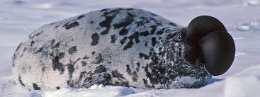 Image result for Cystophora cristata